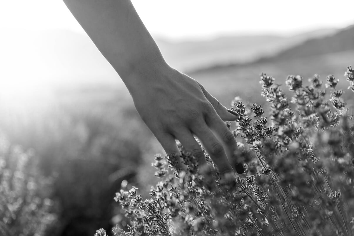 Touching the lavender